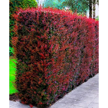 BERBERYS czerwony Kolumnowy Pakiet 10 sztuk - sadzonki 30 / 50 cm